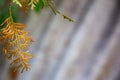 Gray rough background. Wavy slate texture. Oblique waves. Bright yellow twig.