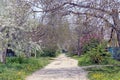 Gray rural road in green grass along flowering colored trees Royalty Free Stock Photo