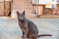 Gray Russian blue cat with closed eyes in the house yard