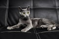 a gray Russian blue cat lies on a leather black sofa