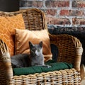 gray Russian blue cat lies on a wicker chair with pillows Royalty Free Stock Photo