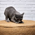 gray Russian blue cat sharpens its claws on a large scratching post, wicker ottoman