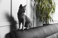 gray Russian blue cat sitting on a black leather sofa