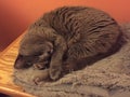 Gray cat sleeping inside on a blanket Royalty Free Stock Photo