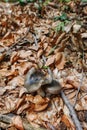 Gray russula mushroom in Ukrainian forest, Europe. Autumn Forest. Conditionally edible fungus Royalty Free Stock Photo