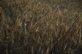 Gray rye field