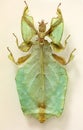 Gray`s leaf insect