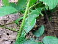 Gray`s leaf insect, Phyllium Pulchriphyllium bioculatum, Das Grosse Wandelnde Blatt, Wandelnes Blatt or PutujuÃâ¡i list