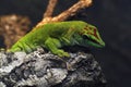 Gray`s tree gecko is a species of gecko, a lizard in the family