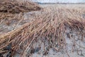 Gray sandy hill with a scattering of pebbles on the shore of a sea bay densely overgrown with dry, yellow compound stems and reeds