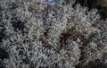 Gray Santolina or Cotton lavender (Santolina chamaecyparissus) Evergreen sub-shrub Royalty Free Stock Photo