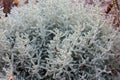 Gray Santolina or Lavender Cotton with silver foliage growing in the autumn garden.