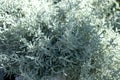 Gray Santolina or Lavender Cotton with silver foliage growing in the autumn garden. Selective focus Royalty Free Stock Photo