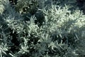 Gray Santolina or Lavender Cotton with silver foliage growing in the autumn garden. Selective focus Royalty Free Stock Photo