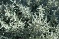 Gray Santolina or Lavender Cotton with silver foliage growing in the autumn garden. Selective focus