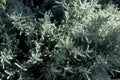 Gray Santolina or Lavender Cotton with silver foliage growing in the autumn garden. Selective focus