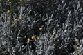 Gray Santolina with yellow flowers.