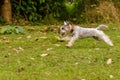 Gray Schnauzer running