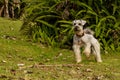 Gray Schnauzer running