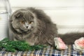 Gray scotland fold cat Royalty Free Stock Photo
