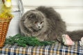 Gray scotland fold cat Royalty Free Stock Photo