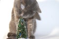 Gray Scottish cat with jerks with a decorative Christmas tree