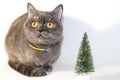 Gray Scottish cat with yellow eyes jerks with a decorative Christmas tree