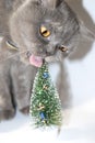 Gray Scottish cat with yellow eyes jerks with a decorative Christmas tree Royalty Free Stock Photo