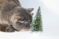 Gray Scottish cat with yellow eyes jerks with a decorative Christmas tree Royalty Free Stock Photo