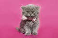A Gray Scottish Fluffy Kitten With A Pink Bow Sits On A Pink Background And Looks Into The Camera.
