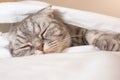 The gray scottish fold cat gray in a black strip with yellow eyes lies on a bed. Royalty Free Stock Photo