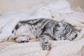 The gray scottish fold cat gray in a black strip with yellow eyes lies on a bed. Royalty Free Stock Photo