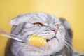 Gray scottish fold cat close-up with a toothbrush.