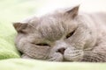 Gray Scottish fold cat dozes on a green plaid, squinting his eyes. Selective focus. Closeup view