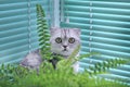 Gray Scottish fold cat among the fern flowers on the window. Royalty Free Stock Photo