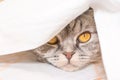 The gray scottish fold cat gray in a black strip with yellow eyes lies on a bed. Royalty Free Stock Photo