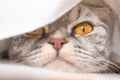 The gray scottish fold cat gray in a black strip with yellow eyes lies on a bed. Royalty Free Stock Photo