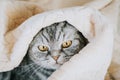 The gray scottish fold cat gray in a black strip with yellow eyes lies on a bed. Royalty Free Stock Photo