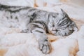 The gray scottish fold cat gray in a black strip with yellow eyes lies on a bed. Royalty Free Stock Photo