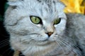 Gray Scottish fold cat, green eyes Royalty Free Stock Photo