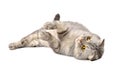 Gray Scottish fold cat Royalty Free Stock Photo