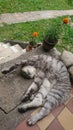 A gray tabby scottish fold cat lazy sleeping with raised paw on the porch with rocks and orange flowers in the background