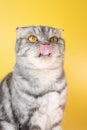 The gray Scottish Fold cat licks its lips amusingly, stuck out its tongue.