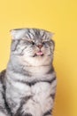 The gray Scottish Fold cat licks its lips amusingly, stuck out its tongue.