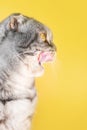 The gray Scottish Fold cat licks its lips amusingly, stuck out its tongue.