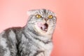 The gray Scottish Fold cat licks its lips amusingly, stuck out its tongue.