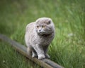 Gray Scottish Fold Cat on rails Royalty Free Stock Photo