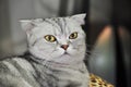 Gray Scottish fold cat with yellow eyes. Royalty Free Stock Photo