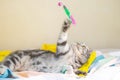 A gray Scottish fold cat with yellow eyes lies on the bed and plays with feathers on a string. Royalty Free Stock Photo