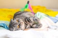 A gray Scottish fold cat with yellow eyes lies on the bed and plays with feathers on a string. Royalty Free Stock Photo